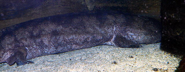 File:Chinesegiantsalamander.jpg
