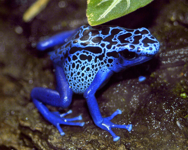 File:Azureus.jpg
