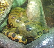 240px-Green-anaconda
