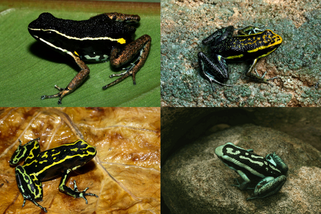 File:Ameerega.png