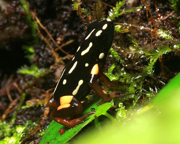 File:Adelphobates Castaneoticus 02.jpg