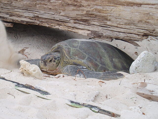 File:Green turtle.jpg