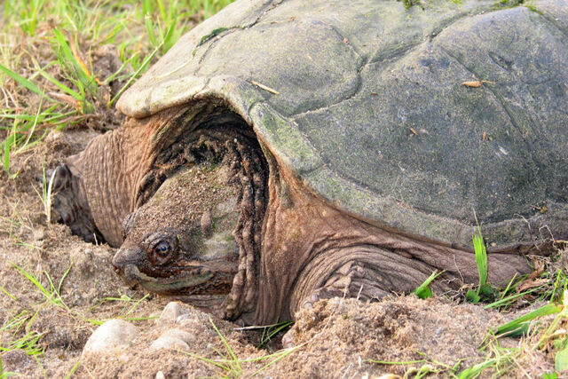 File:Snapping turtle 2 md.jpg
