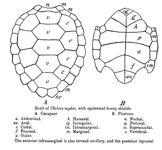 File:585px-Chelonia.svg.png