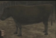File:Cattle.jpg