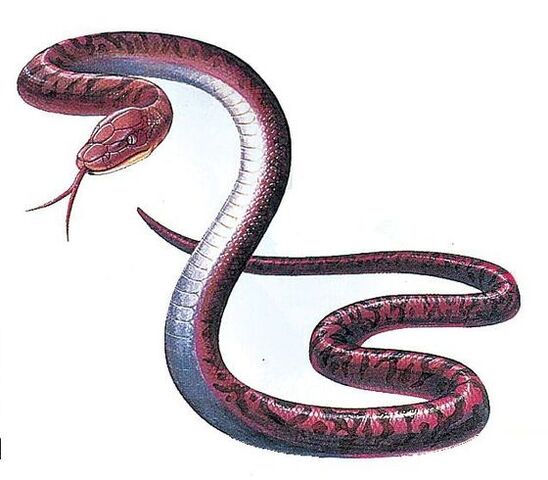 File:Adder1.jpg