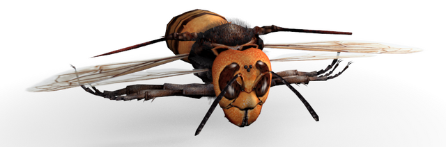 Fichier:Wasp.png