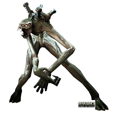 File:GrayJack.jpg