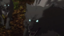 Kokken