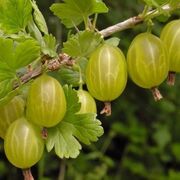 Stachelbeeren