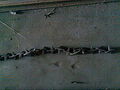Thumbnail for version as of 21:03, May 6, 2012