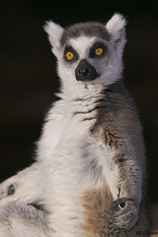 File:RingTailed Lemur3.jpg