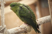 800px-Bolborhynchus lineola -captive-8a
