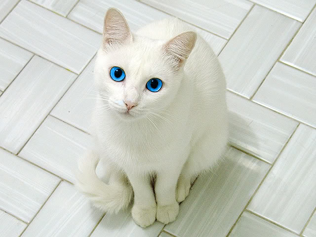 File:A cute kitty.jpg