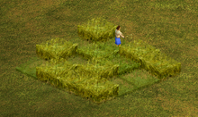 RoN Farm