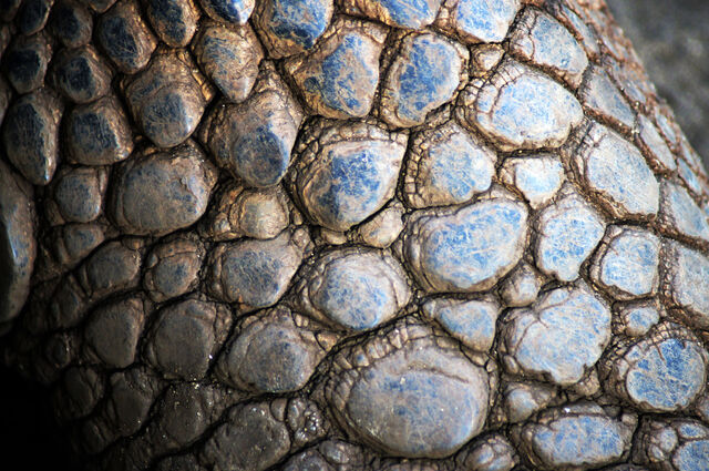 File:Dragonscales.jpg