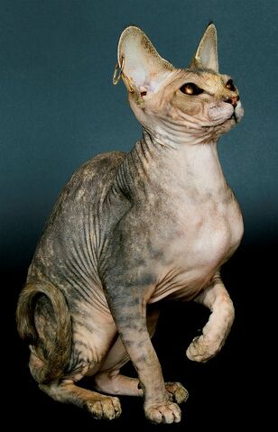 File:CalLeandros-SalomeCat.jpg
