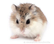 Roborovski hamster 000003009208X