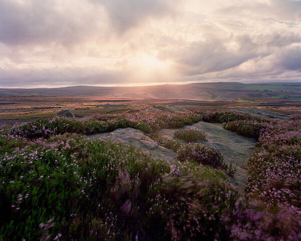 File:Colourful-moorland-heather.jpg