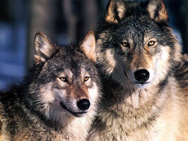 File:Wolves.jpg