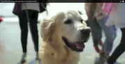 Winston dog