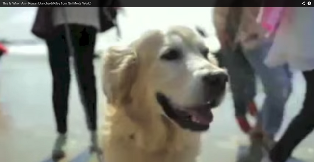 File:Winston dog.png