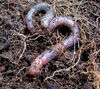 Earthworm.jpg