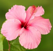 Pink hibiscus