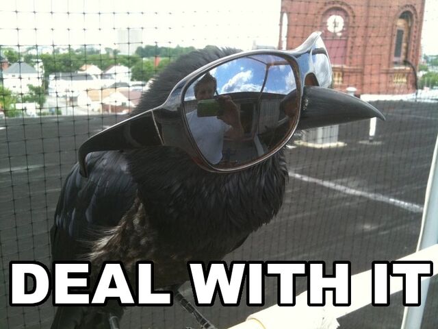File:Deal-with-it-crow.jpg