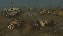 Camp