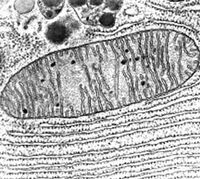 Mitochondrion.jpg