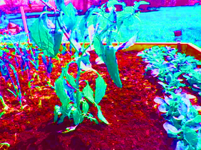 HellsGarden