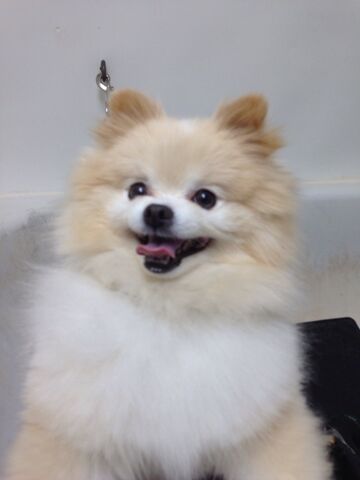 File:Peaches3.jpg