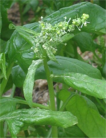 File:Spinach.jpg