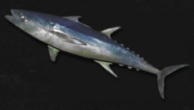 File:MasterTuna.png