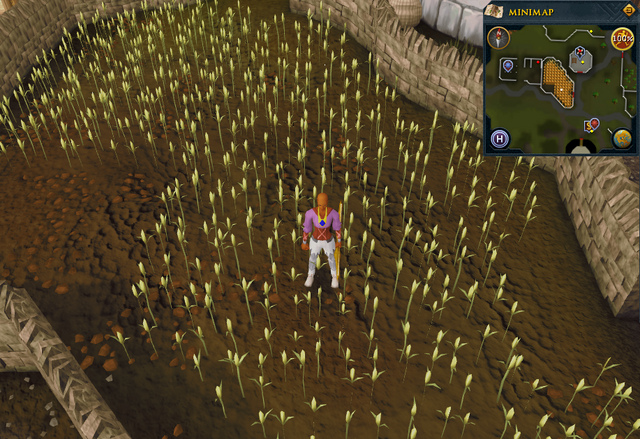 File:Emote clue Think Lumbridge wheat field.png
