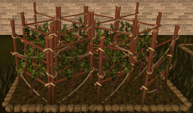 File:Grapevine 3.png