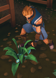 Picking up flax