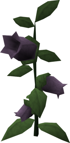 File:Belladonna grown.png
