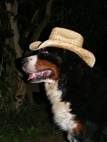 Súbor:Simba.jpg