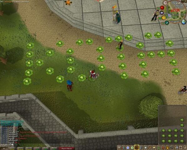 File:Runescape Cabbage KOTA.jpg