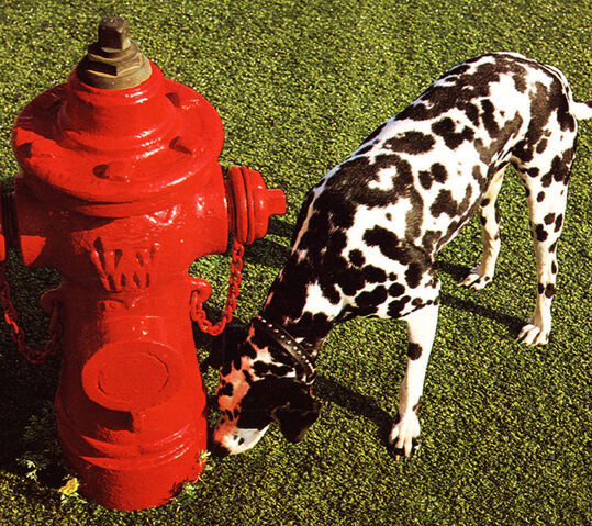 File:Rush-Signals.jpg