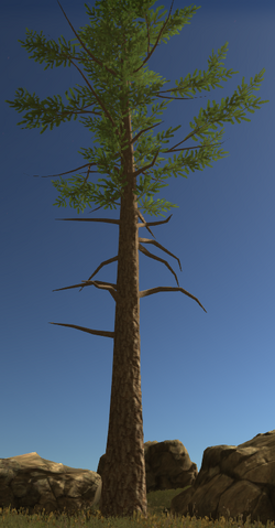 Fichier:Arbre3.png