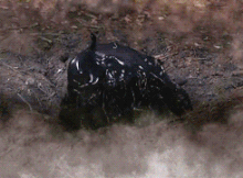 Levilady.gif