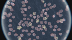 Croatoan Virus Mikroskop.png