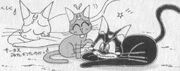Catsgroup.jpg