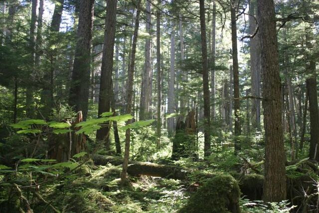 File:Fungwood-trees.jpg
