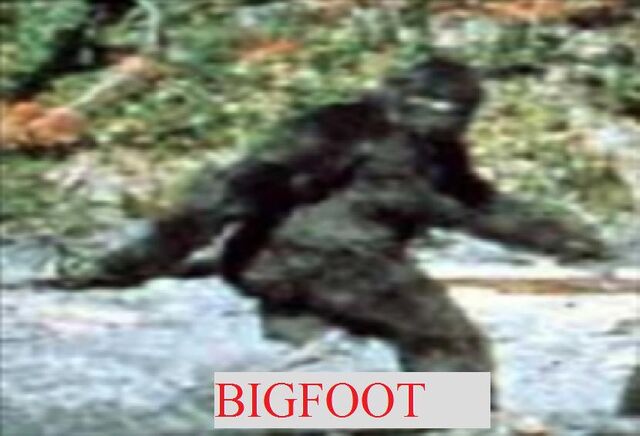 File:Zoocryp1.jpg
