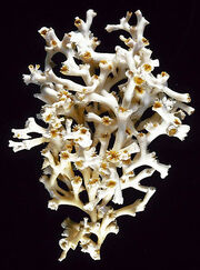 Lophelia sp.jpg