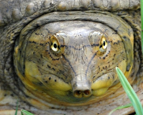 File:Spiny soft shell.jpg